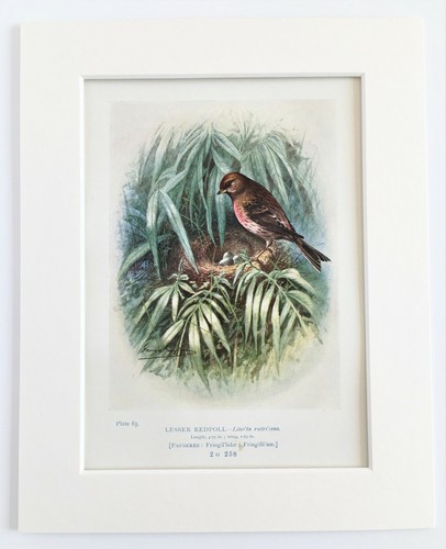 Lesser redpoll bird nest - lesser, &