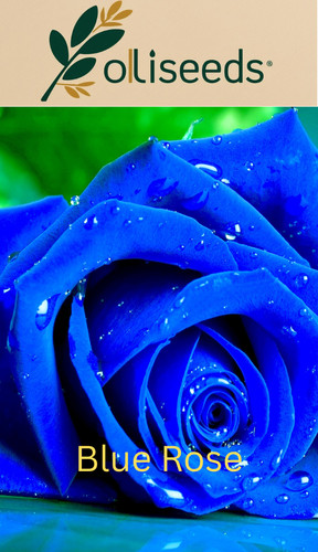 Blue rose seeds - seeds, ornamental