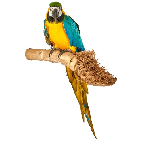 Bamboo root wood - bamboo,