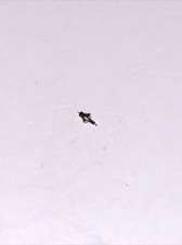 Grana 3 3/4 Balance Staff  X 1