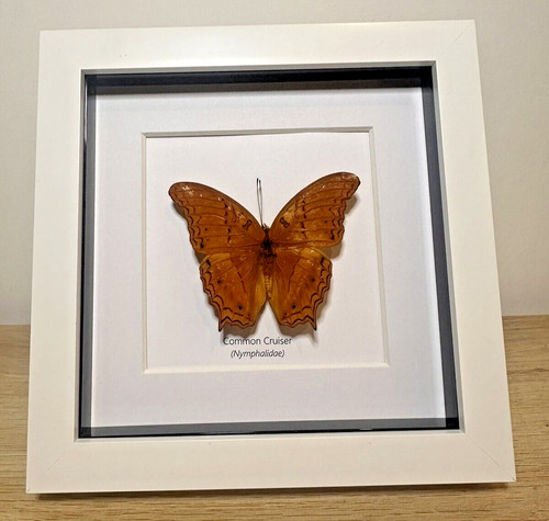 Common cruiser butterfly - common,