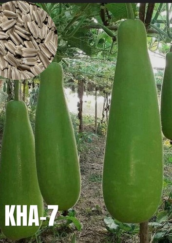 100 genuine hybrid organic - 100%,