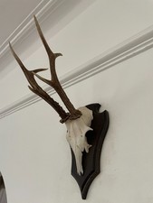 Longer Mounted Antlers of a
