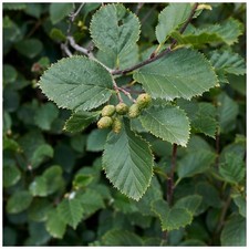 3 Grey Alder Trees, Alnus Incana Hedging, 30-50cm Tall