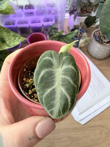 Alocasia black velvet indoor - alocasia,