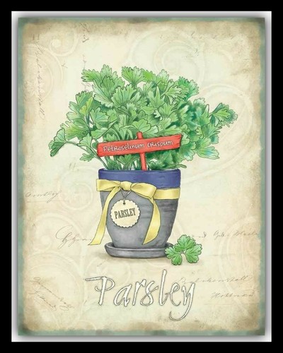 Parsley herb garden - parsley,