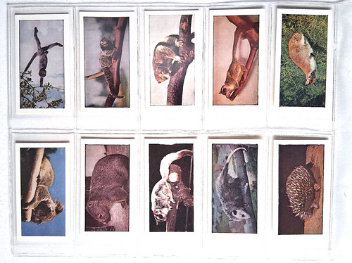 Wild animals horniman tea - horniman's,