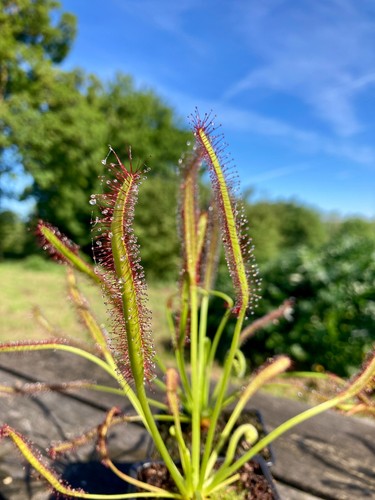 Live large drosera - live,