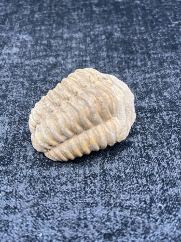 Trilobite fossil specimen - fossil,