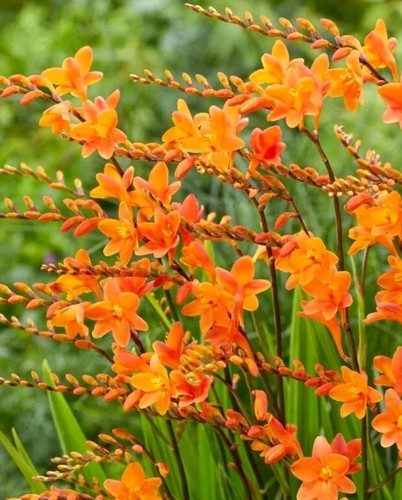 Orange crocosmia bulbs - orange,