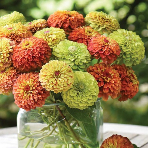 Zinnia seeds annual flowers - seeds,