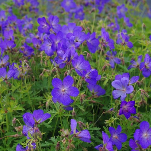 Geranium johnsonii - geranium,