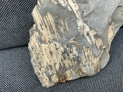 Rare fossil fish - rare, bones