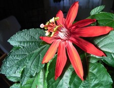 Passiflora vitifolia Grape