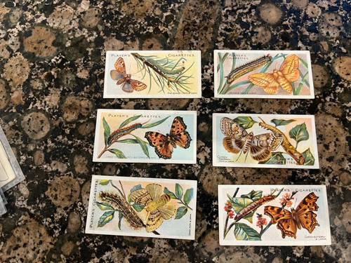 1904 players butterflies - players, and