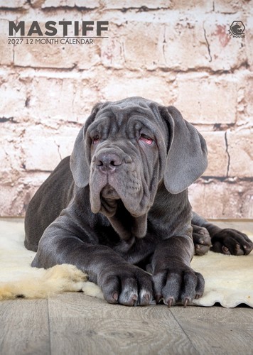Mastiff calendar 2027 - calendar,