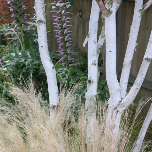 West himalayan birch - west, tree
