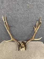 Fallow Buck Deer Skull