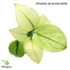 Anubias 50 species Live