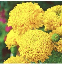 75 x TAGETES ERECTA -  AFRICAN