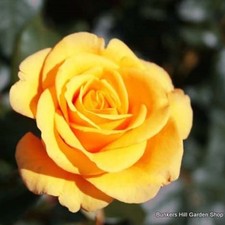 Royal Gold - Climbing Rose