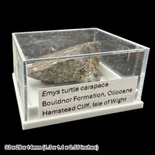 Emys Turtle Carapace Fossil