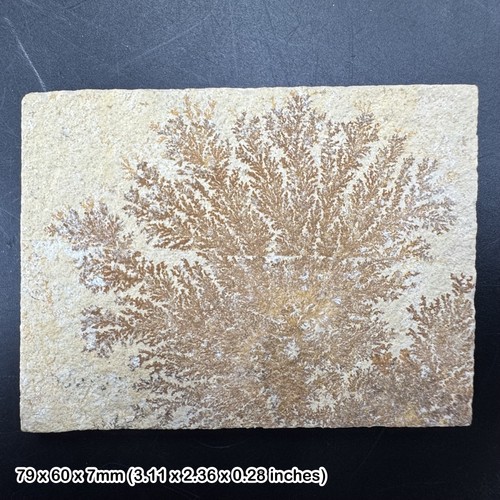 Rare dendrite plaques from