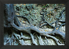 Tree Trunk and Roots Framed