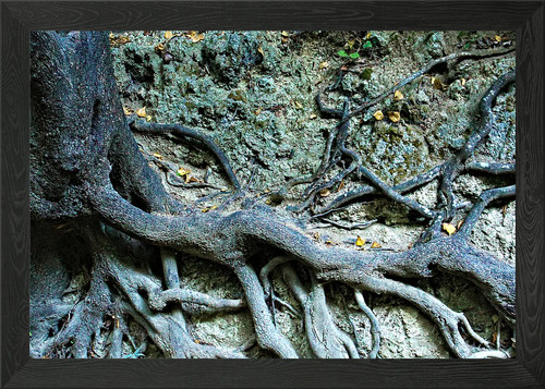 Tree trunk and roots - trunk,