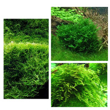 Aquatic Moss Decent Portion: Christmas moss, Javamoss,  Pelia moss