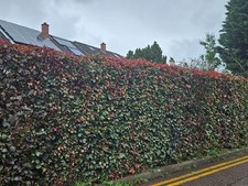 10 - 1000 BEECH SEEDS. FAGUS