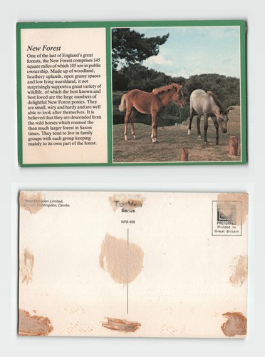 Postcard new forest ponies - postcard,