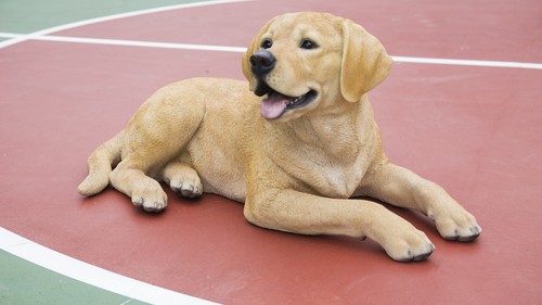 Yellow labrador retriever - yellow,