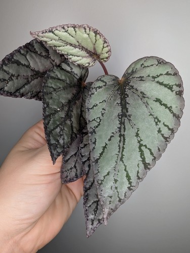 Begonia rex jolly - 'jolly, silver'