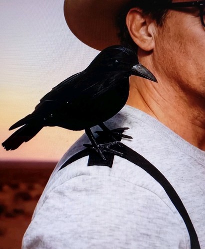 Realistic feathered crow - realistic, raven