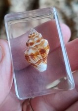 Real Shell  Insect Preserved