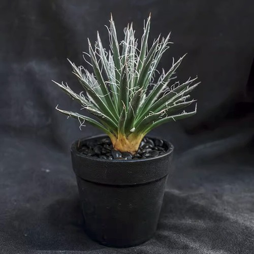 10cm succulent agave plant - 8-10cm,