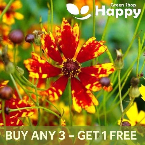 Dwarf coreopsis radiata - coreopsis,