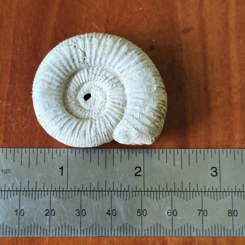 Fossil ammonite jurassic - uk,