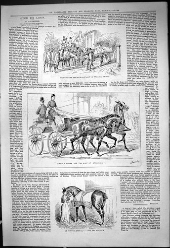 Old ladies sport horses - ladies,