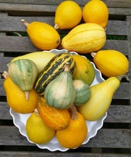  Organic UK Grown Decorative
