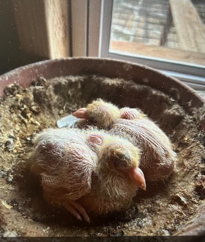 Hatching eggs white - 4,