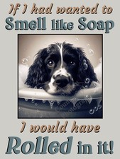 Springer Sprocker Spaniel  Dog
