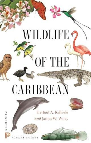 Wildlife the caribbean - of,