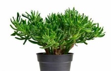 Crassula Hobbit succulent house plant in a 23cm pot.