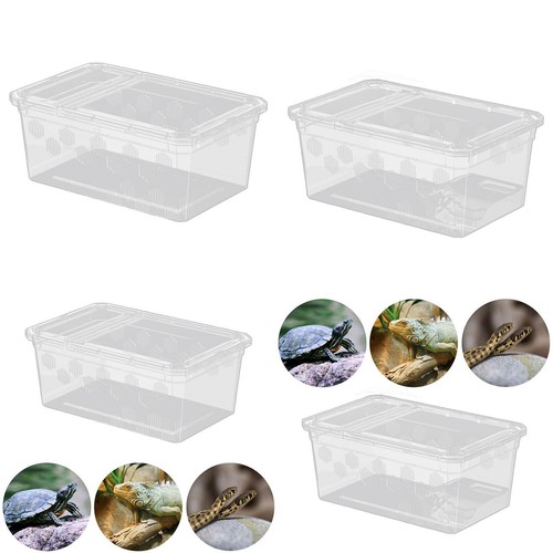 Reptile feeding box hatching - feeding,