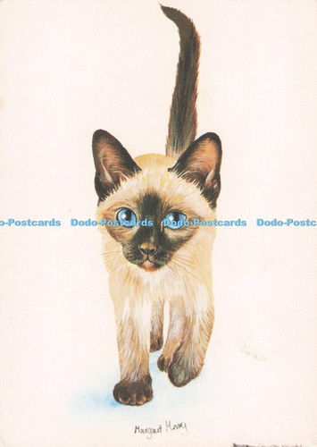 D295769 seal point siamese - seal,