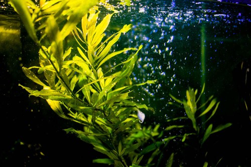 Hygrophila polysperma loose - polysperma,