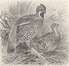 GROUSE. Ruffed grouse 1895 old