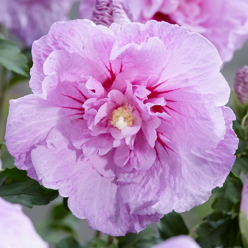 Hibiscus syriacus lavender - hibiscus,
